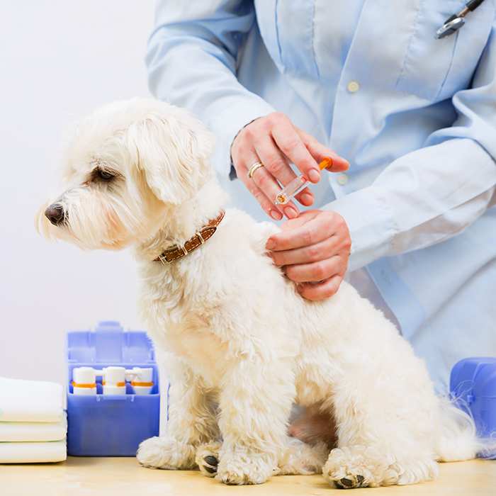 maltese-dog-vaccination-vet-injection-2